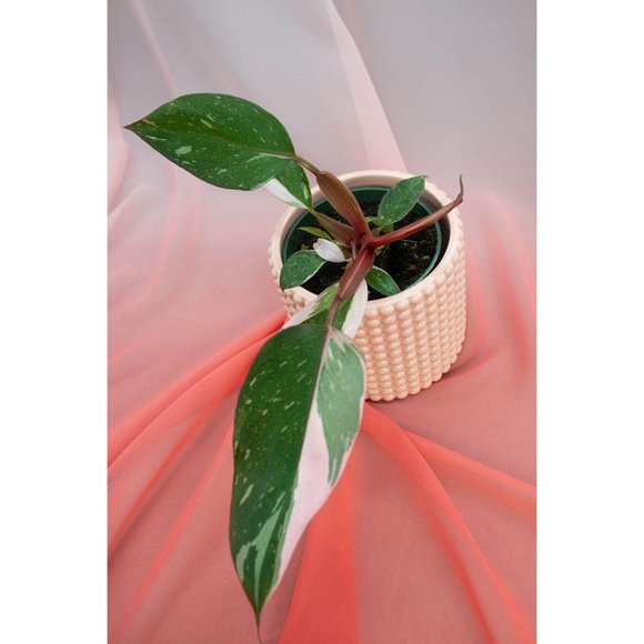 Pink Princess Philodendron 4" US Seller | RARE - Picture 5 of 5